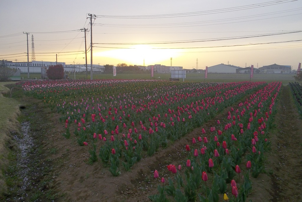 2016/04/10_夕暮れの花のオアシス