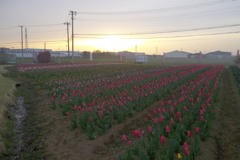 2016/04/10_夕暮れの花のオアシス