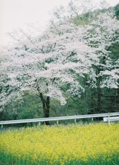 2019/04/07_桜と菜の花