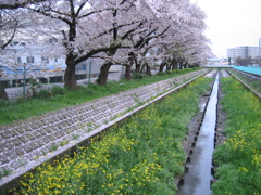 2017/04/09_芝川の桜と菜の花