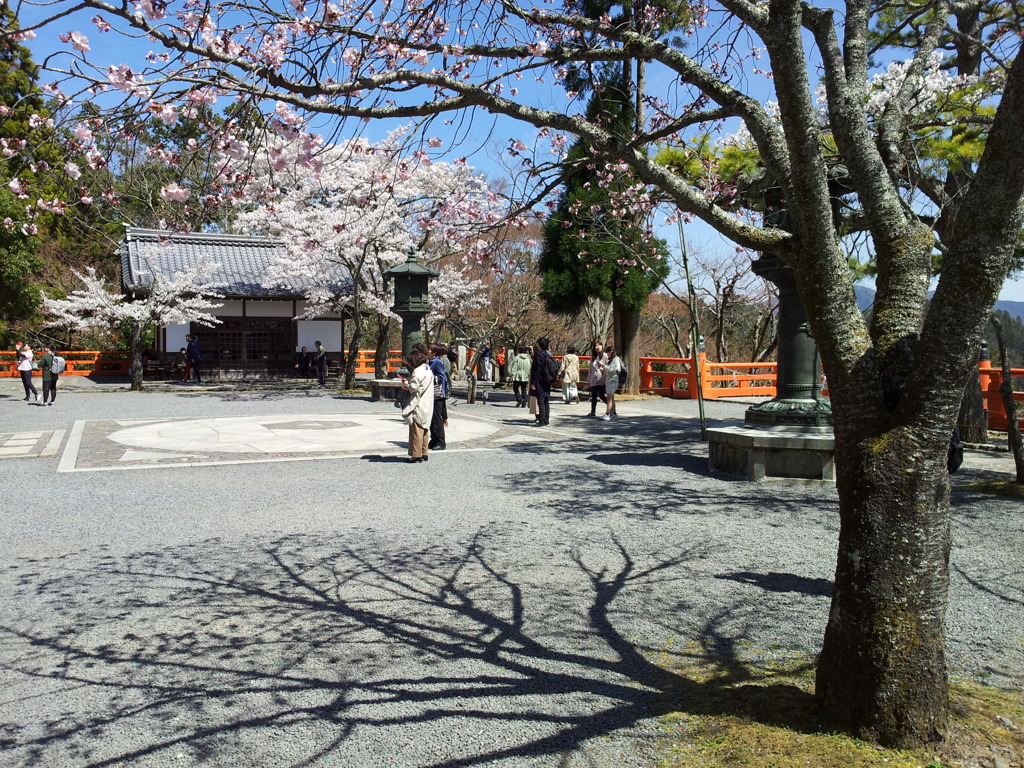 2019/04/13_鞍馬寺 桜と金剛床