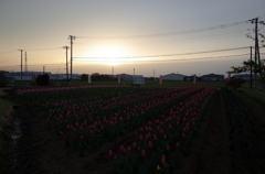 2016/04/10_夕暮れの花のオアシス