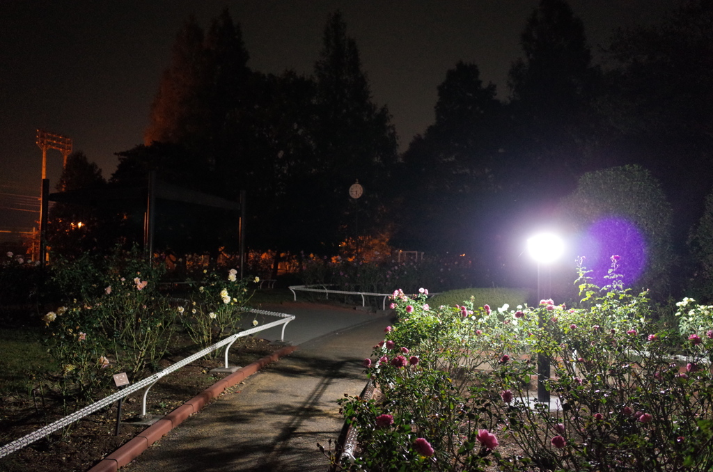 2014/11/08_夜の伊奈バラ園