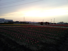 2016/04/10_夕暮れの花のオアシス