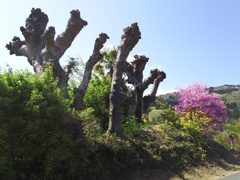 2018/04/08_花桃の郷