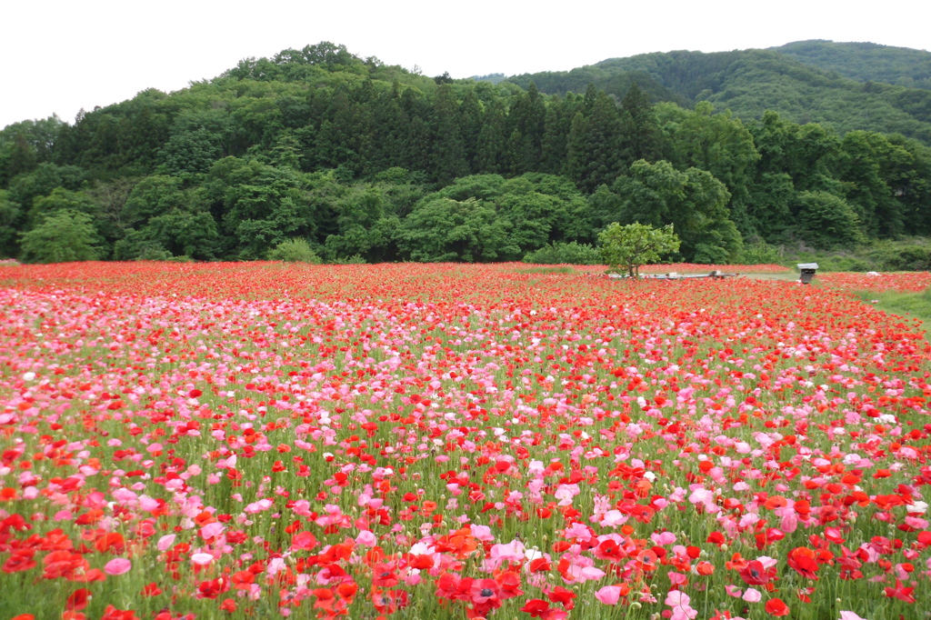 2015/05/23_ポピー畑