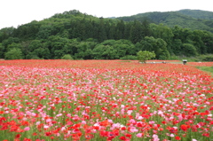 2015/05/23_ポピー畑