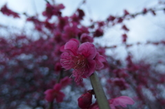 2016/02/28_花の丘農林公苑の枝垂れ梅