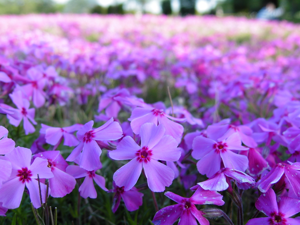 2017/04/23_花の丘農林公苑の芝桜