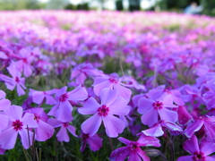 2017/04/23_花の丘農林公苑の芝桜