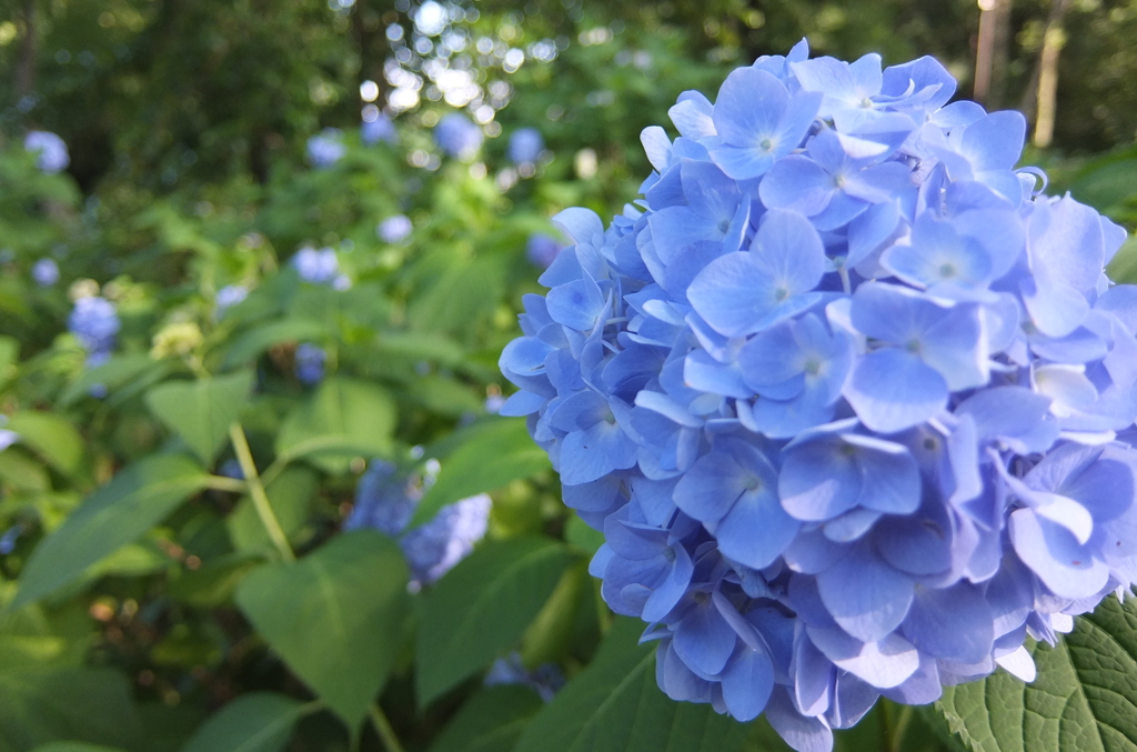 2014/06/15_伊奈アジサイ園