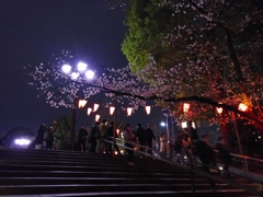2017/04/06_上野公園の夜桜
