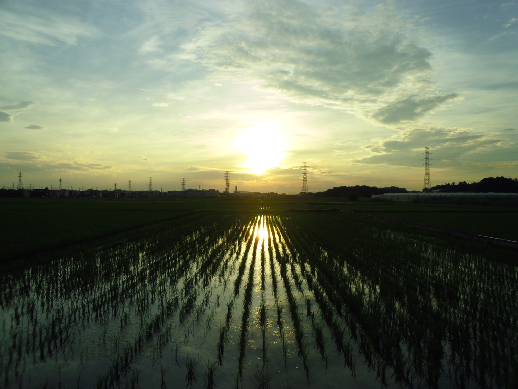 2017/07/02_水田の夕暮れ