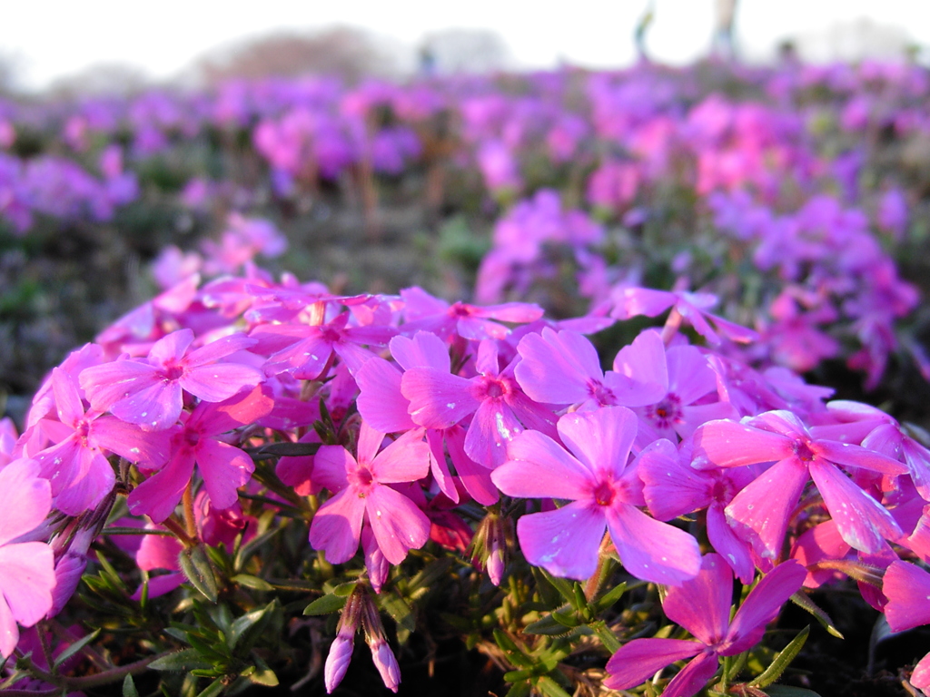 2017/04/02_花の丘農林公苑の芝桜