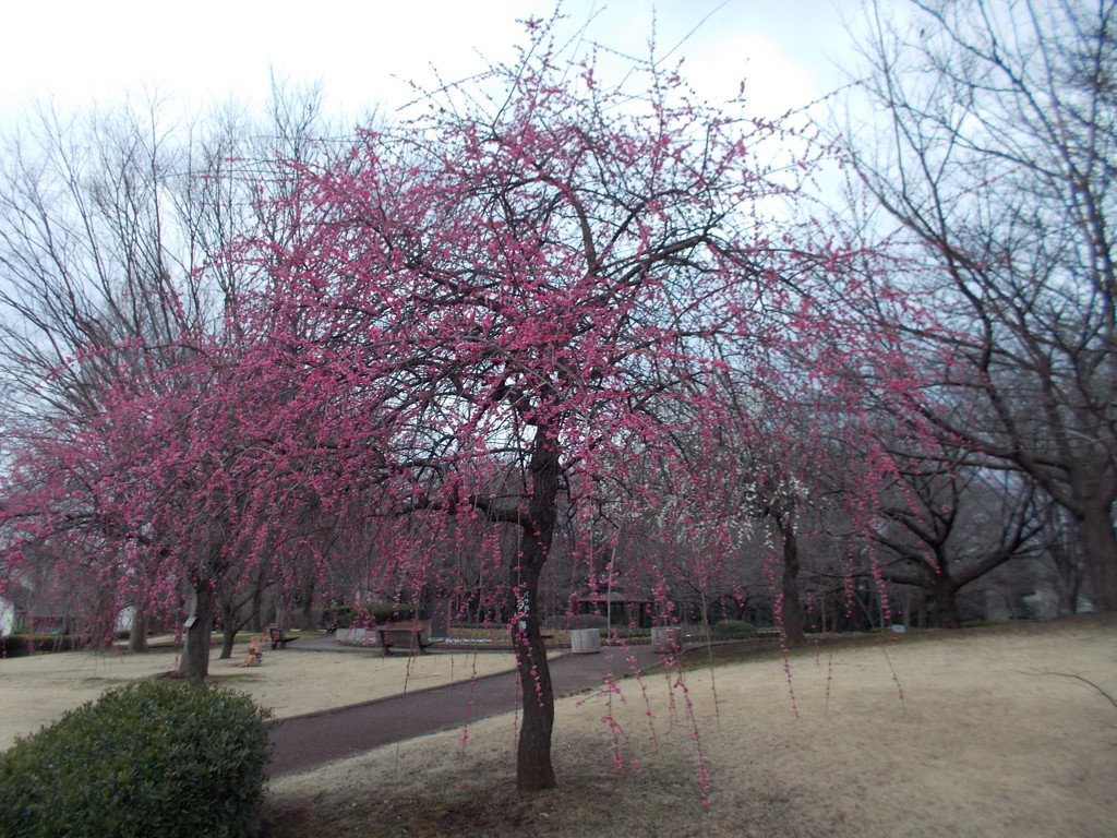 2016/02/28_花の丘農林公苑の枝垂れ梅