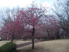 2016/02/28_花の丘農林公苑の枝垂れ梅