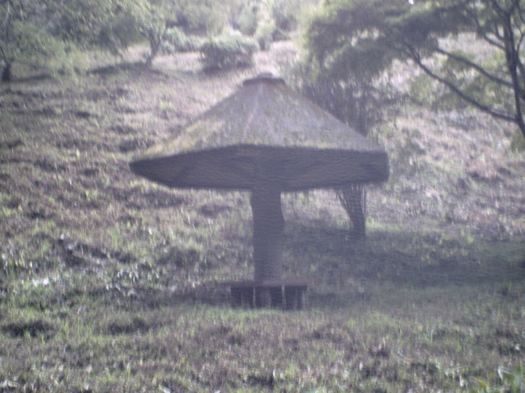 2015/09/05_美の山公園のキノコ（?）