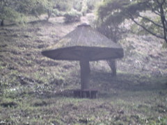 2015/09/05_美の山公園のキノコ（?）