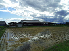 2017/09/18_水田に雲