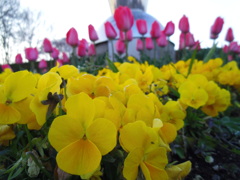 2017/04/02_花の丘農林公苑の花