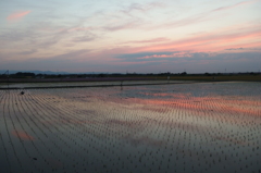2015/05/24_水田の夕暮れ