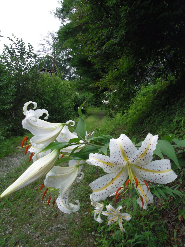 2017/07/15_花桃の郷の山百合
