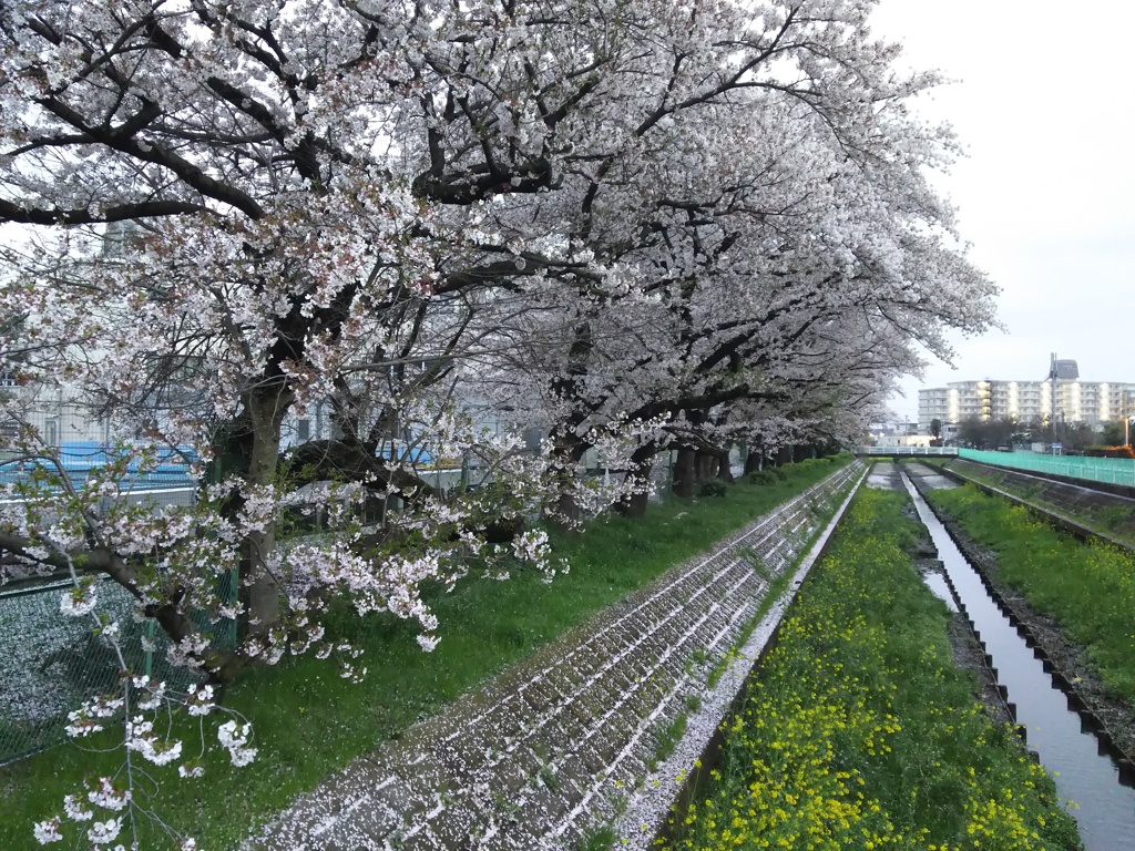 2017/04/09_芝川の桜と菜の花
