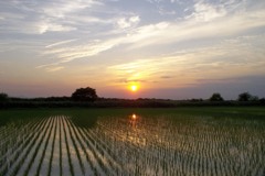 2015/05/24_水田に夕日