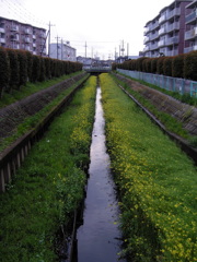 2017/04/09_芝川の菜の花