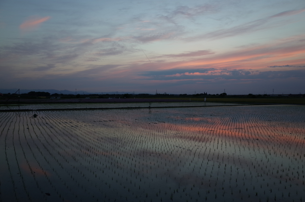 2015/05/24_水田の夕暮れ