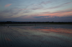 2015/05/24_水田の夕暮れ