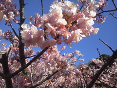 2017/02/07_伊豆の河津桜