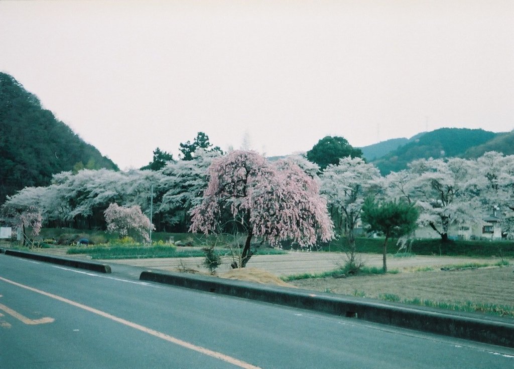 2019/04/07_外秩父の桜