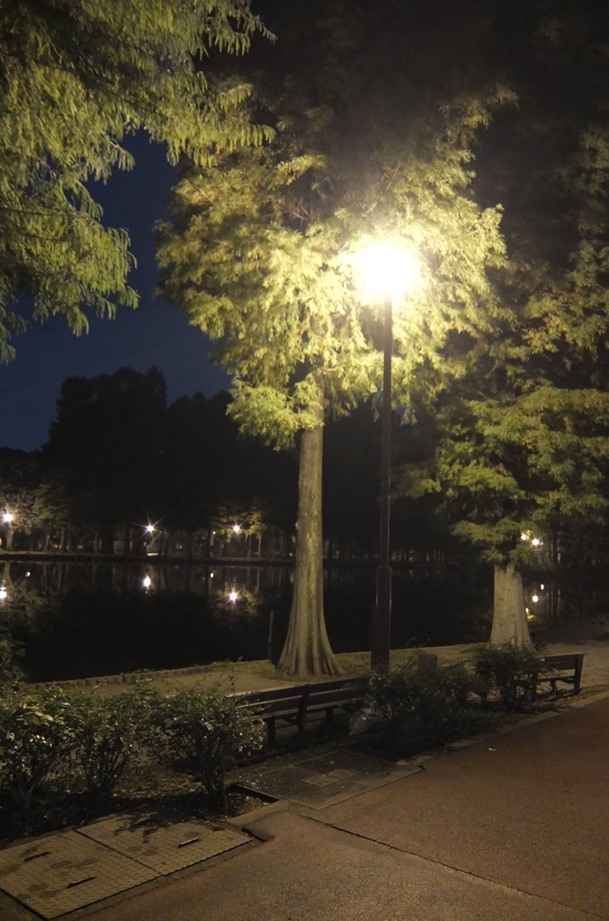 2014/11/02_夜の別所沼公園