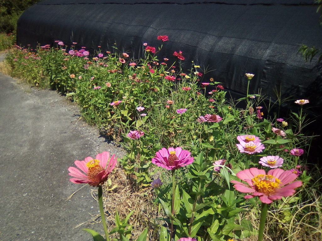 2018/08/05_外秩父山中の百日草