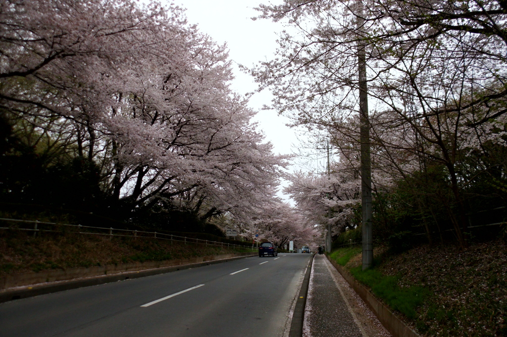 2015/04/04_無線山の桜