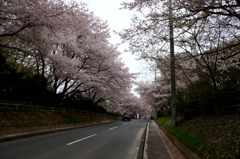 2015/04/04_無線山の桜