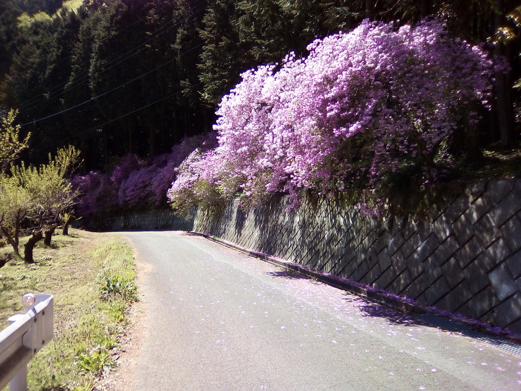 2018/04/08_花桃の郷
