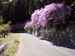 2018/04/08_花桃の郷
