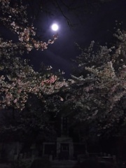 2017/04/10_伊奈中「英霊の塔」の夜桜と月