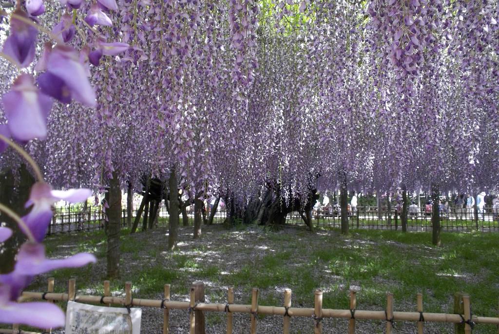 2015/05/03_玉敷公園の藤