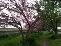 2016/04/16_見沼代用水の八重桜