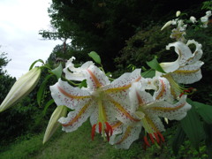 2017/07/15_花桃の郷の山百合