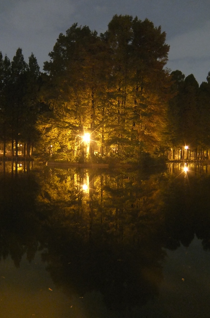 2014/11/02_夜の別所沼公園