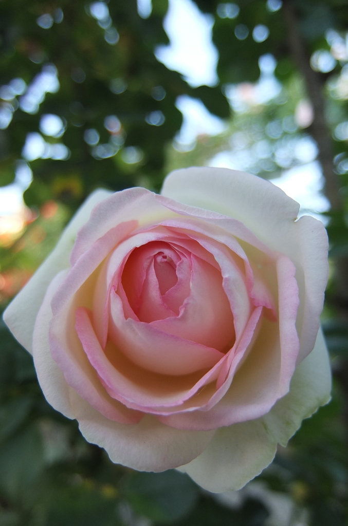 2014/05/18_平成の森公園の薔薇