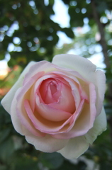 2014/05/18_平成の森公園の薔薇