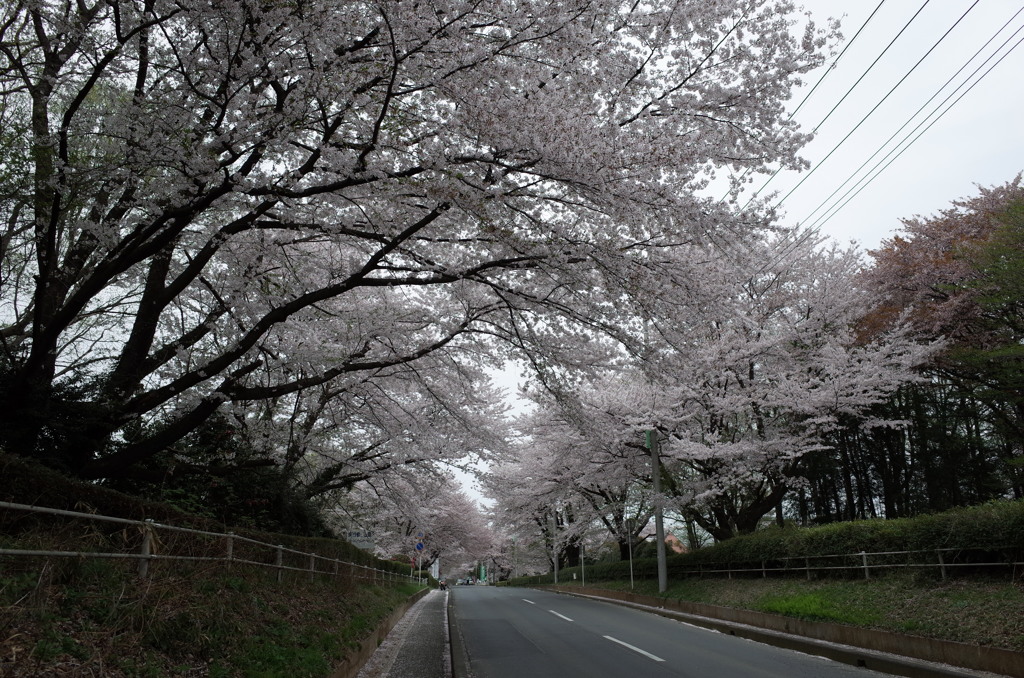 2015/04/04_無線山の桜