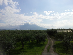 2018/07/15_林檎畑と岩木山