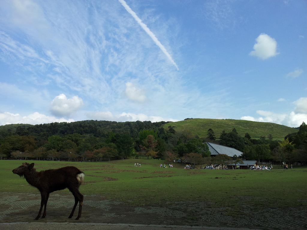 2016/10/18_奈良公園 春日野園地と若草山に飛行機雲