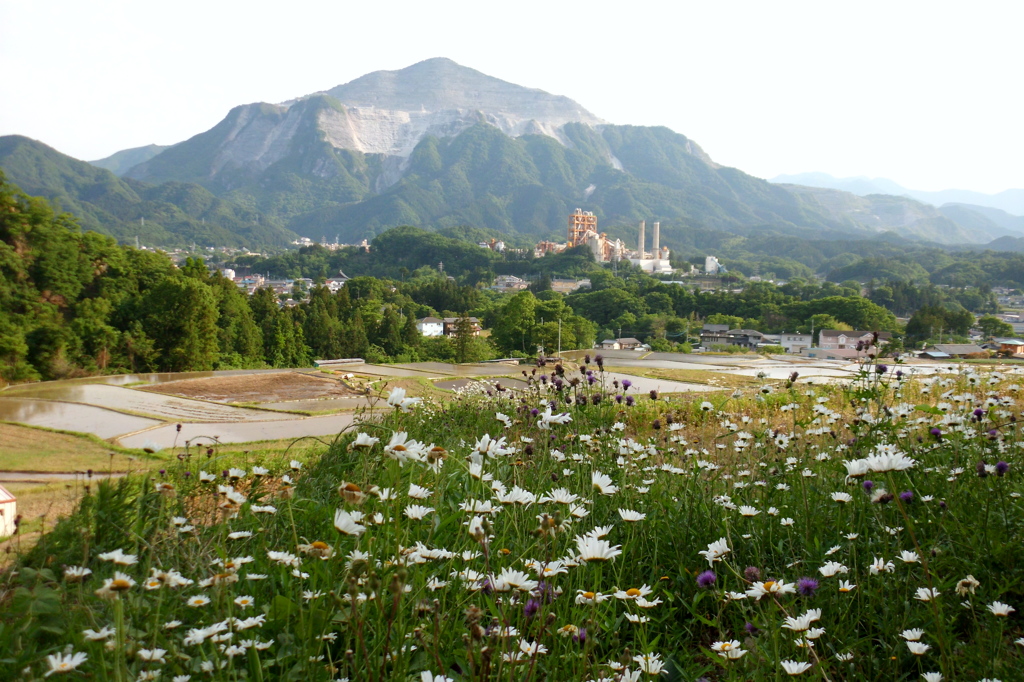 2015/05/23_寺坂棚田と武甲山
